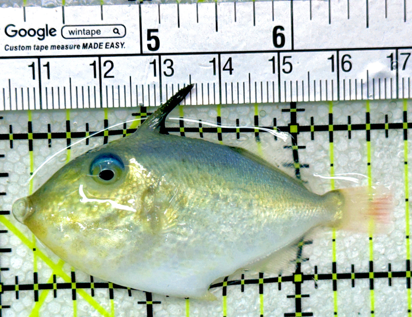 Goldenback Triggerfish GT050301 WYSIWYG Size: M Juvenile 2.5"