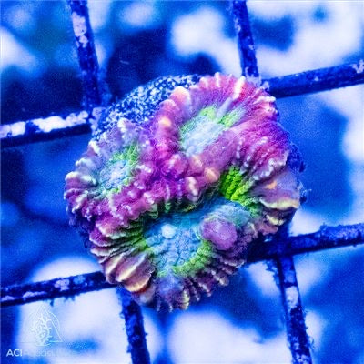 Jynx Dipsastrea Frag (Aquacultured) Size: S 0.5" to 0.75"