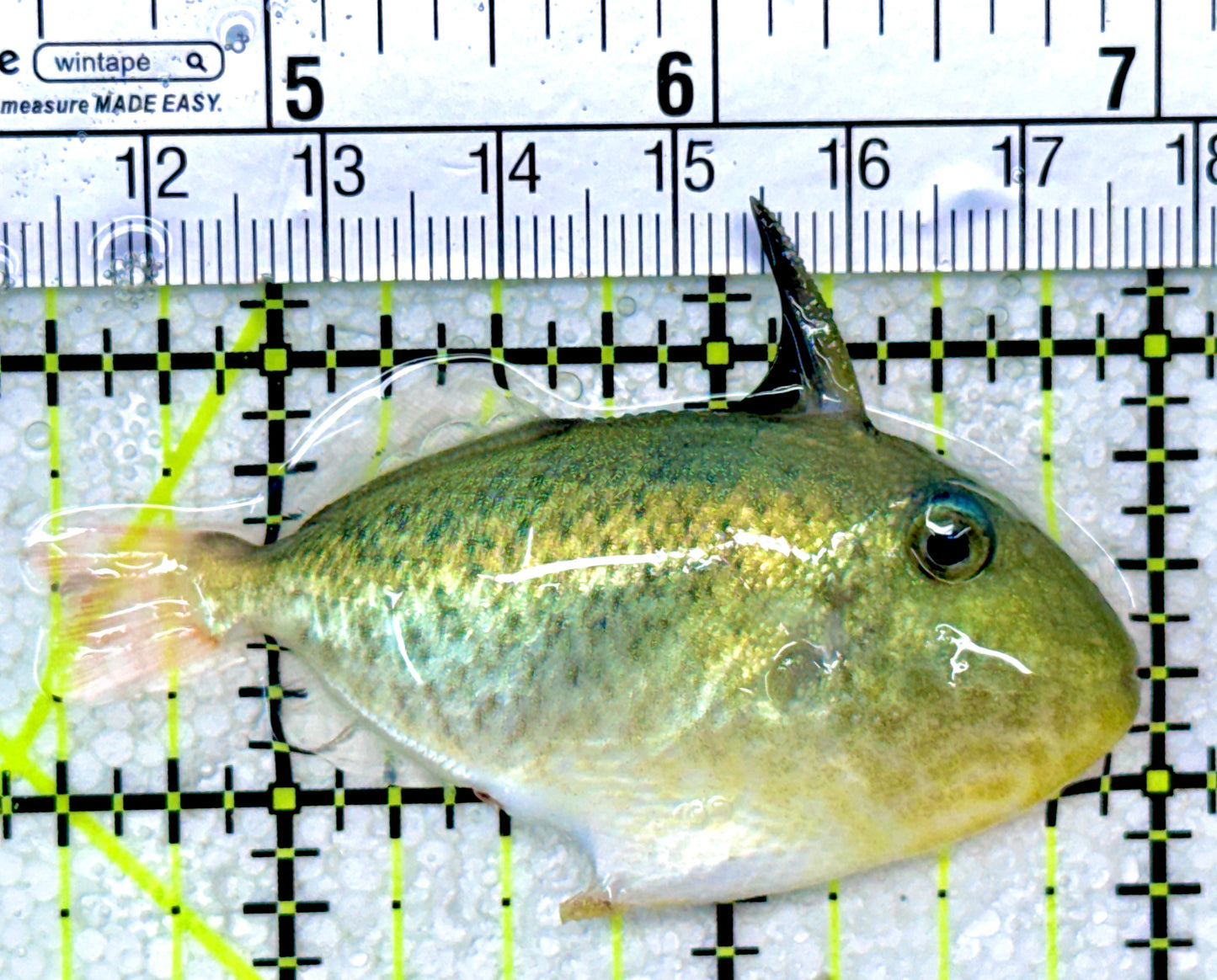 Goldenback Triggerfish GT050302 WYSIWYG Size: M Juvenile 2.5"