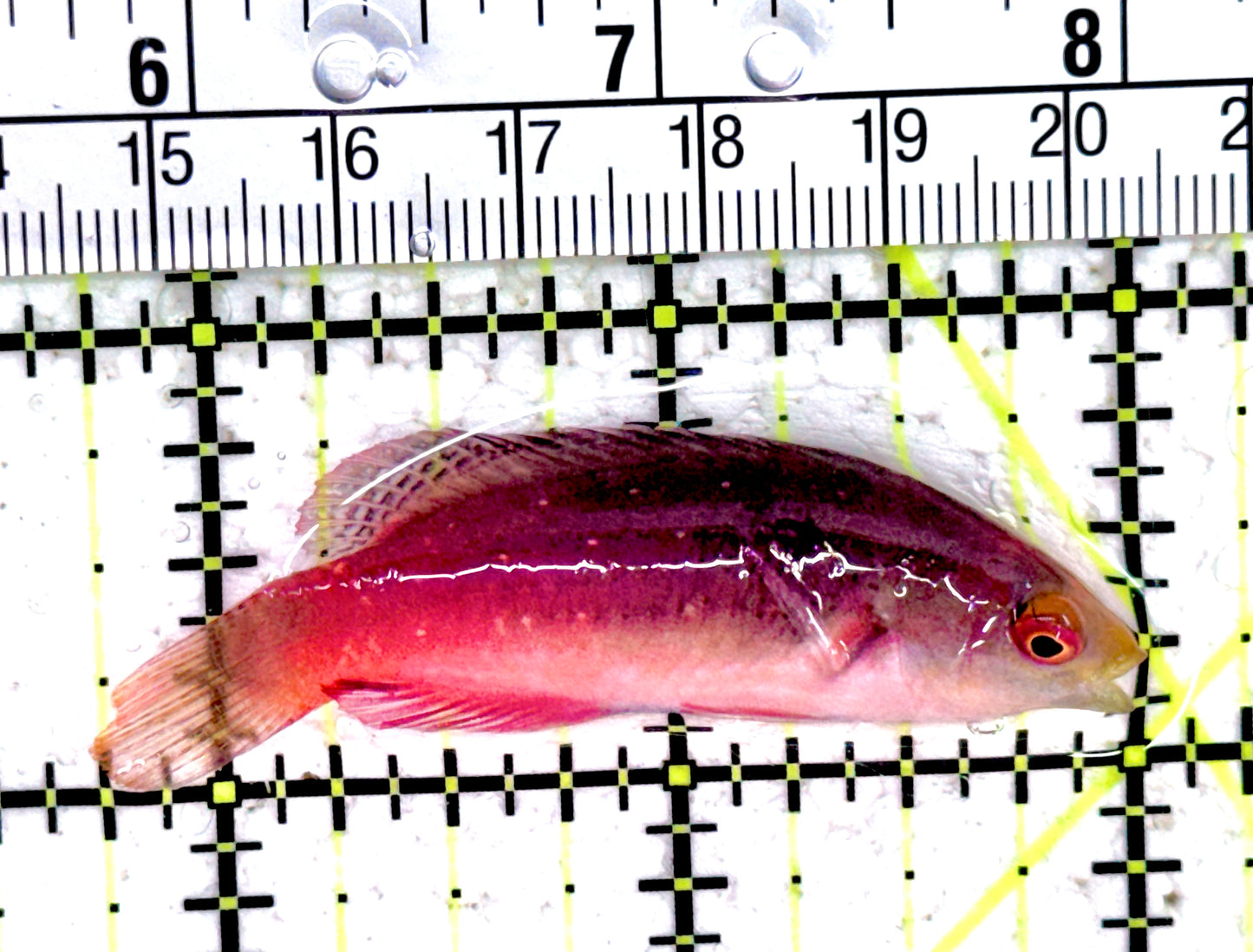 Scott's Fairy Wrasse SFW061403 WYSIWYG Size: M 2.25"