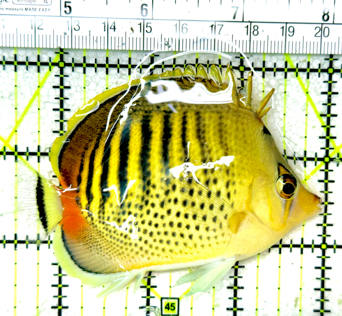 Punctato Butterflyfish PB050301 WYSIWYG Size: L 3.5”