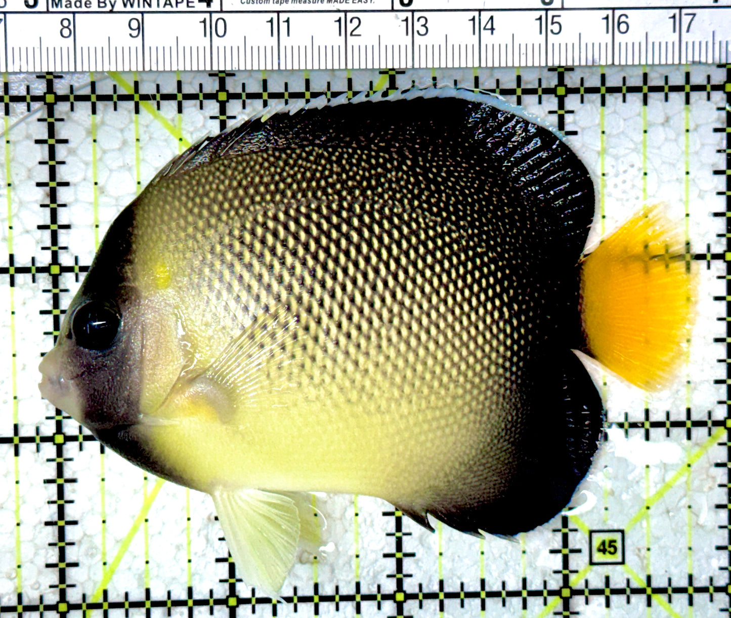 Cream Angelfish CA061601 WYSIWYG Size: ML 3.75" approx
