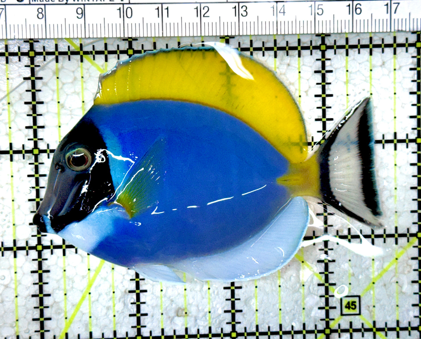 Powder Blue Tang (Maldives) PBT061601 WYSIWYG Size: ML 3.5" approx
