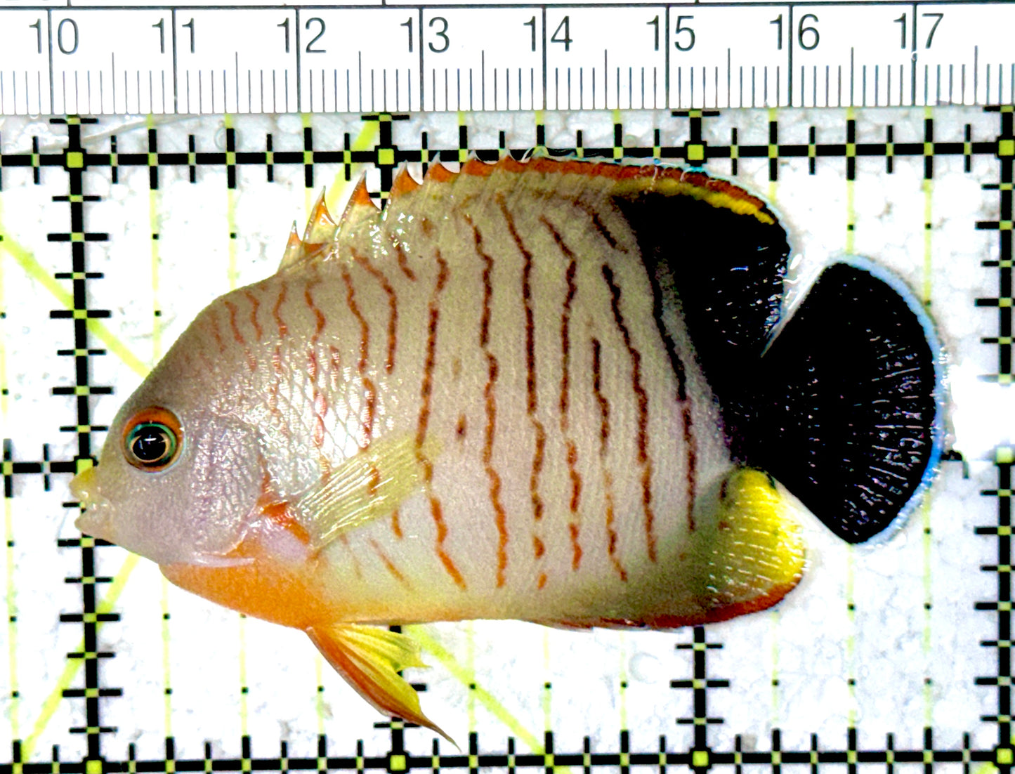Eibli Angelfish EA061602 WYSIWYG Size: L 2.75" approx