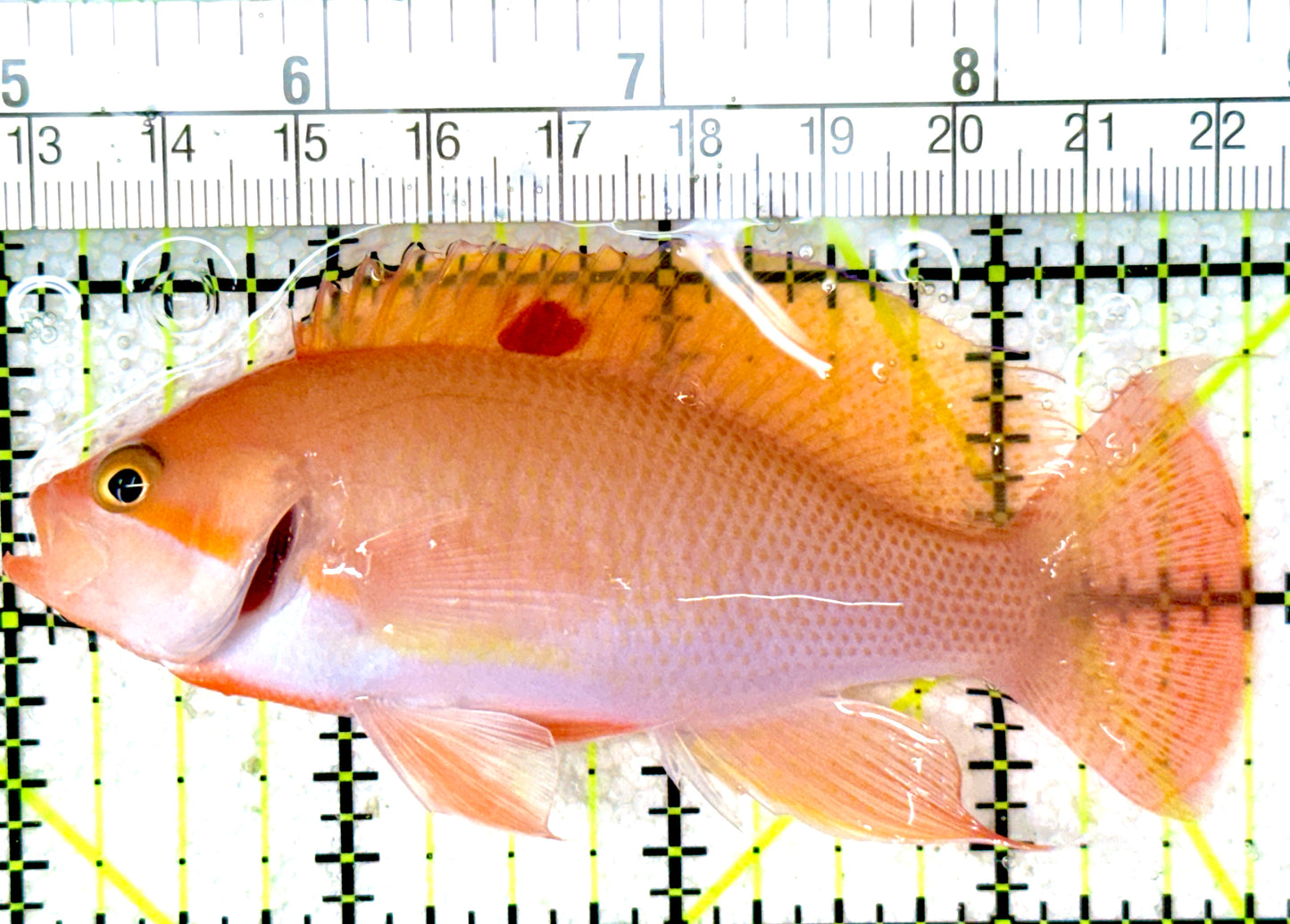 Luzon's Anthias LA050301 WYSIWYG Size: M 3.75"