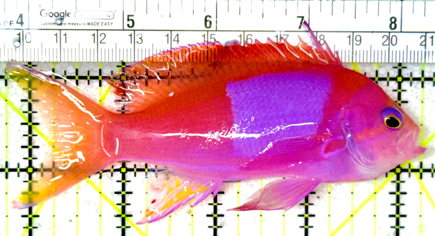 Squareback Anthias (Male) SAM050301 WYSIWYG Size: L 4.5"