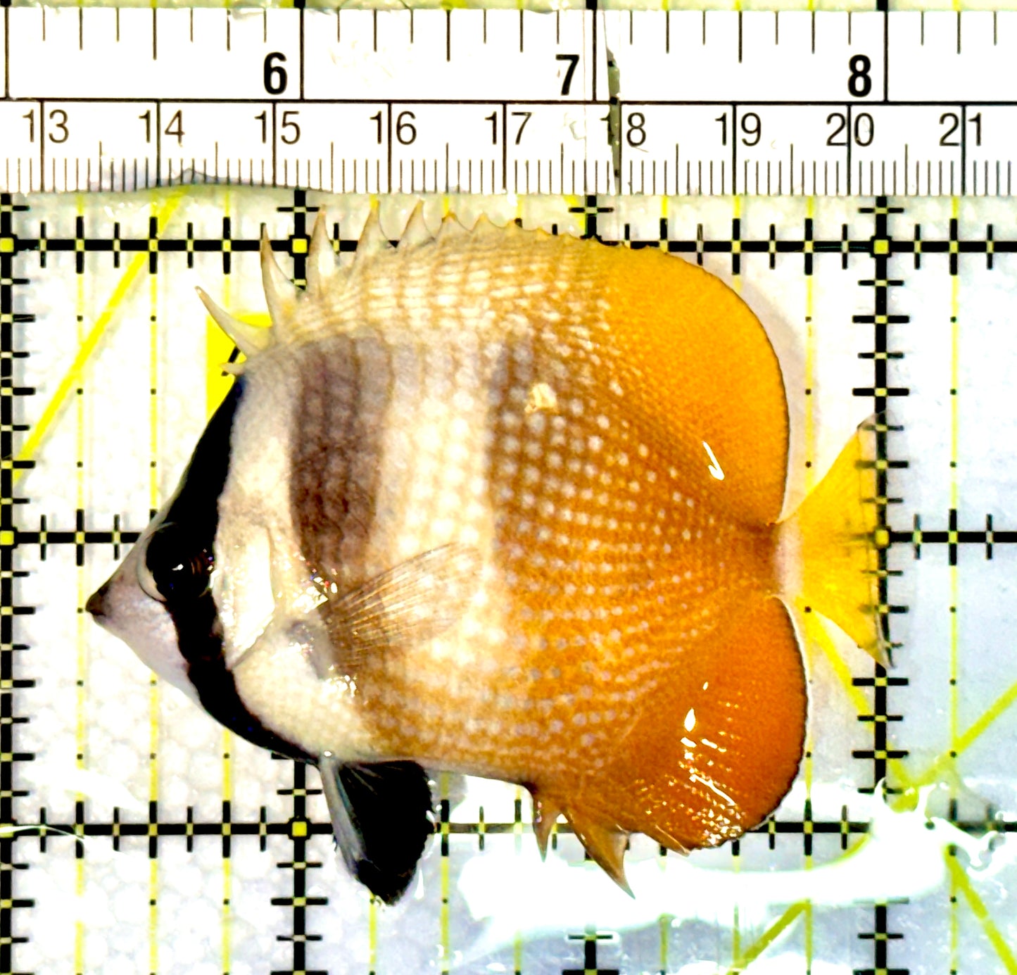 Klein's Butterflyfish KBF062301 WYSIWYG Size: S 3”