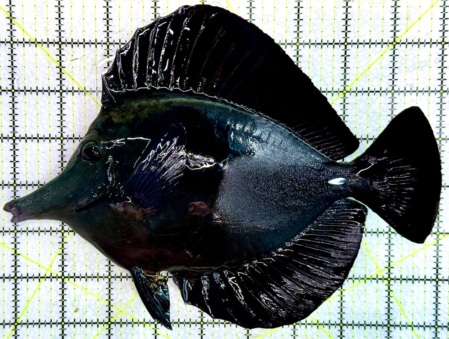Black Tang BT071801 WYSIWYG Size: XXL Show 9.25" approx