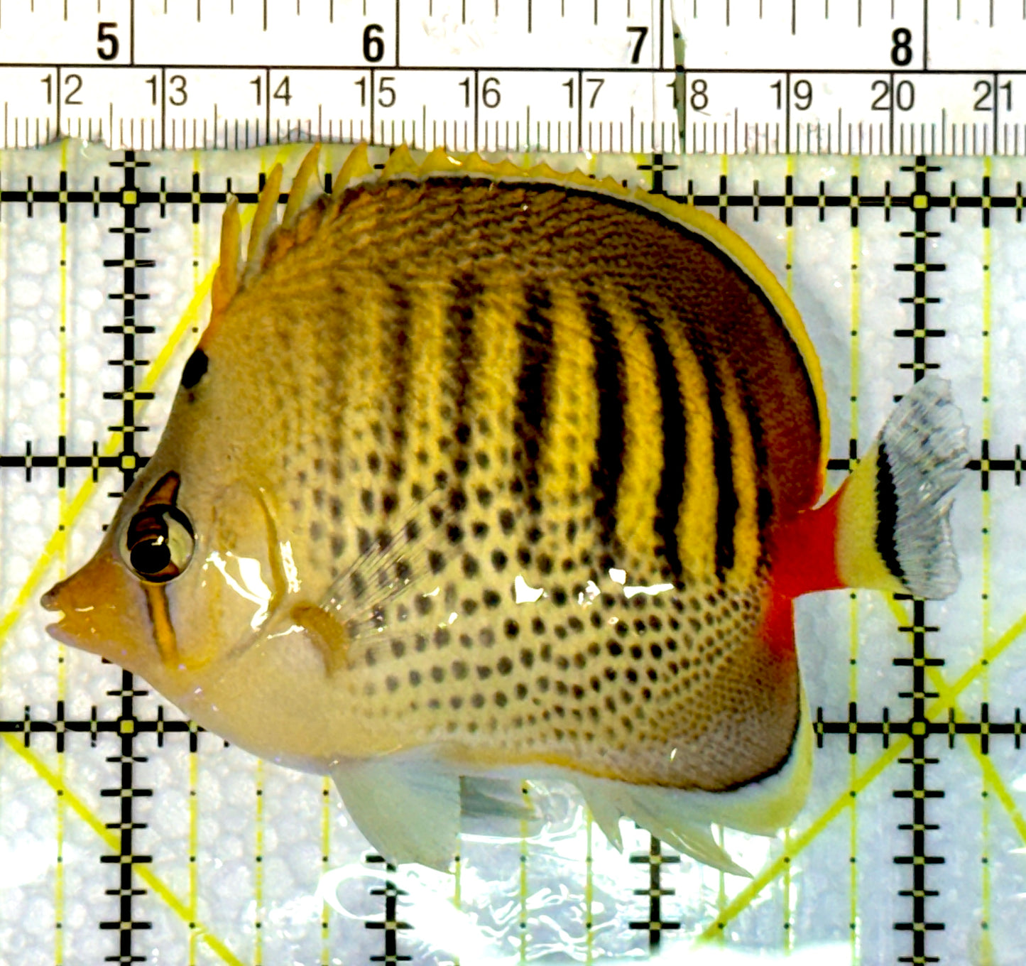 Punctato Butterflyfish PBF062302 WYSIWYG Size: M 3.5"