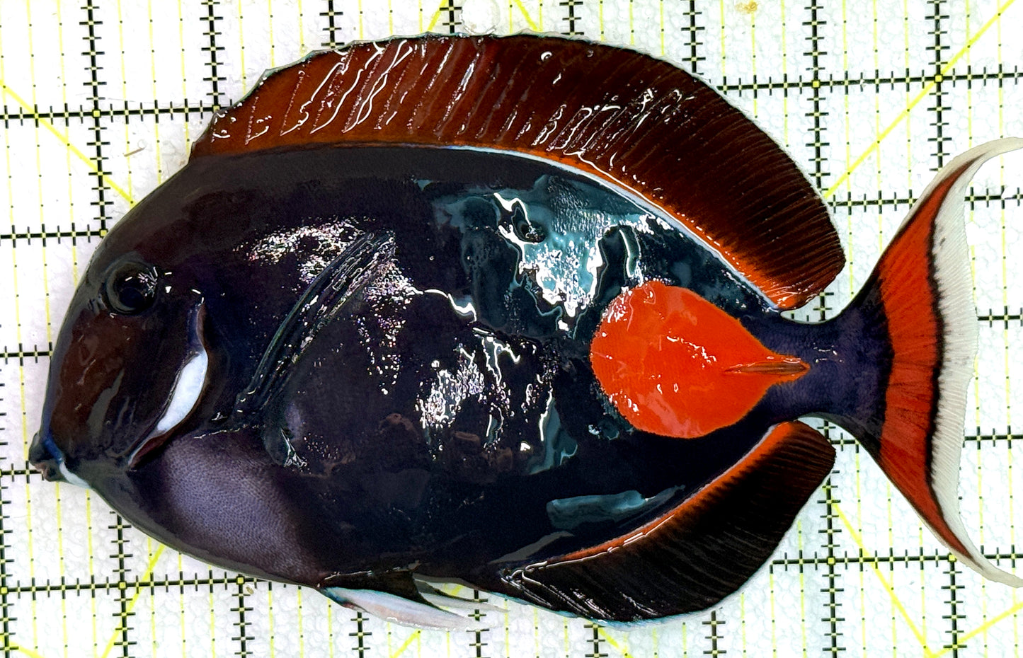 Achilles Tang AT071801 WYSIWYG Size: XXL/Show 9" approx