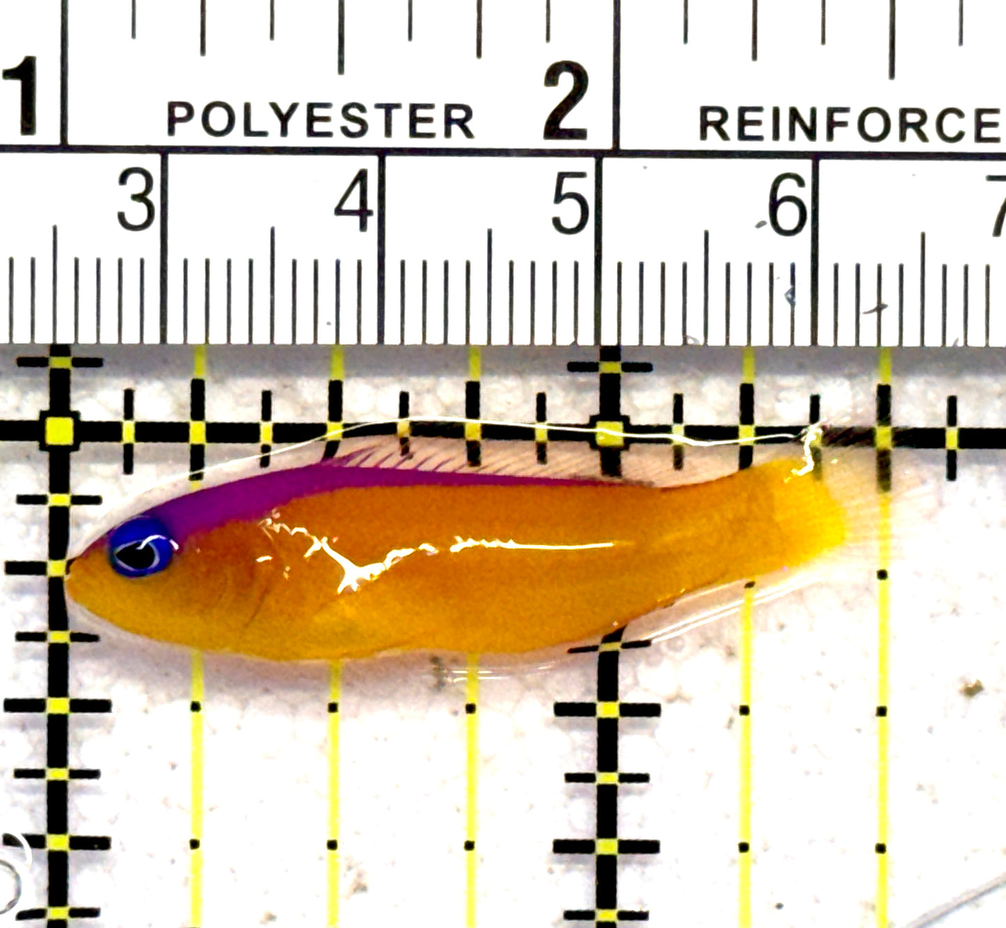 Diadem Dottyback DD062802 WYSIWYG Size: S 1.5" approx