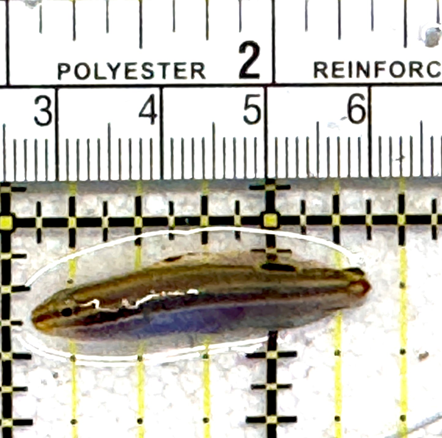 Hector's Goby HG062801 WYSIWYG Size: Tiny 1.5" approx
