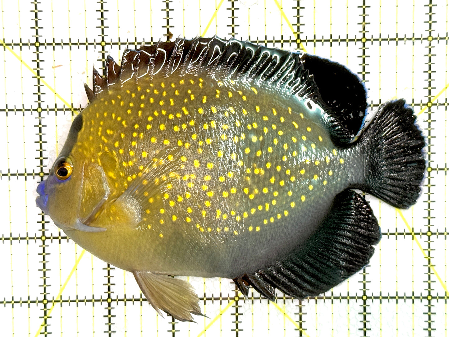 Goldflake Angelfish GA071802 WYSIWYG Size: XL 6" approx