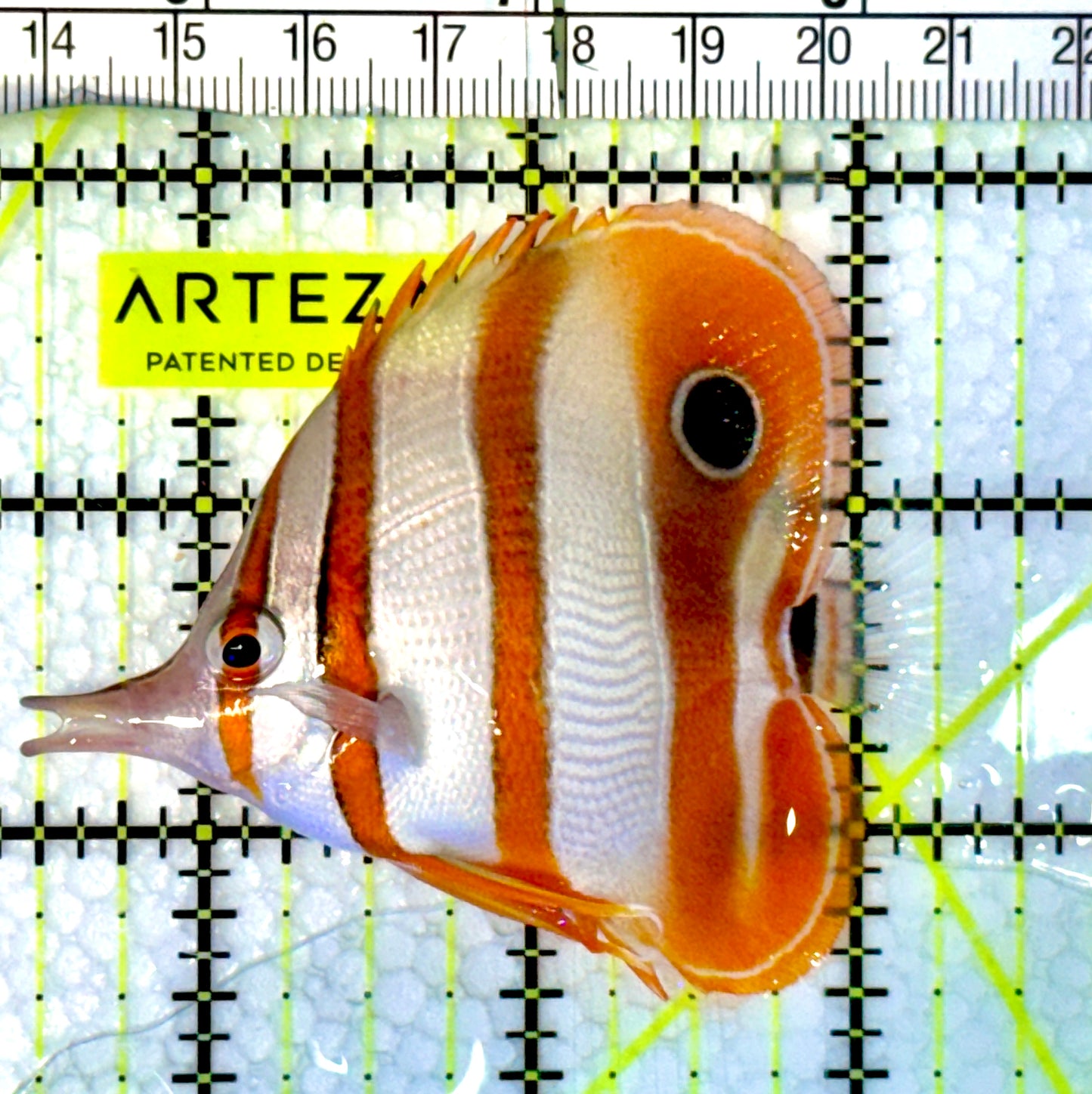 Copperband Butterflyfish CBF062301 WYSIWYG Size: M 2.75"