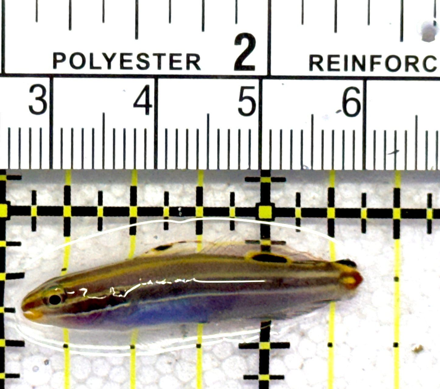 Hector's Goby HG062802 WYSIWYG Size: Tiny 1.5" approx