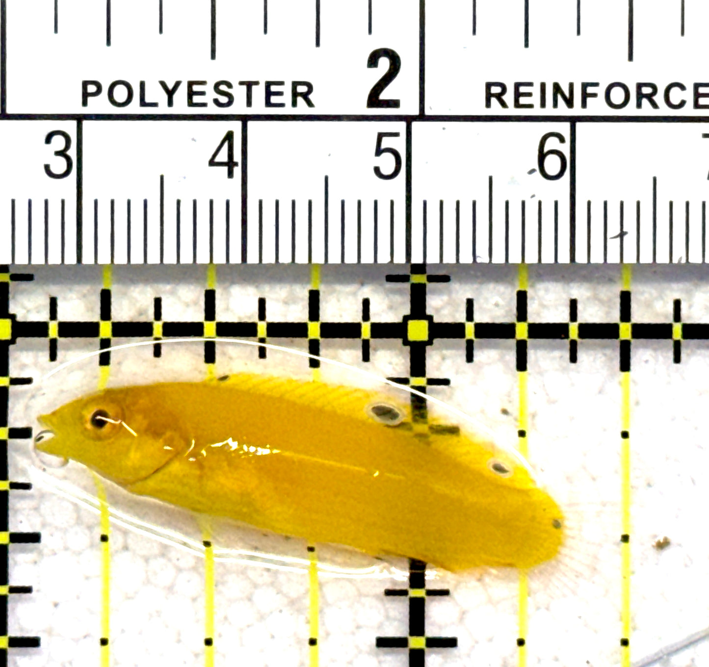 Yellow Coris Wrasse YCW062801 WYSIWYG Size: S 1.5" approx