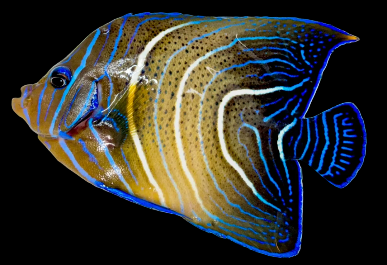 Koran Angelfish Adult Size: L 5" to 6" - Violet Aquarium