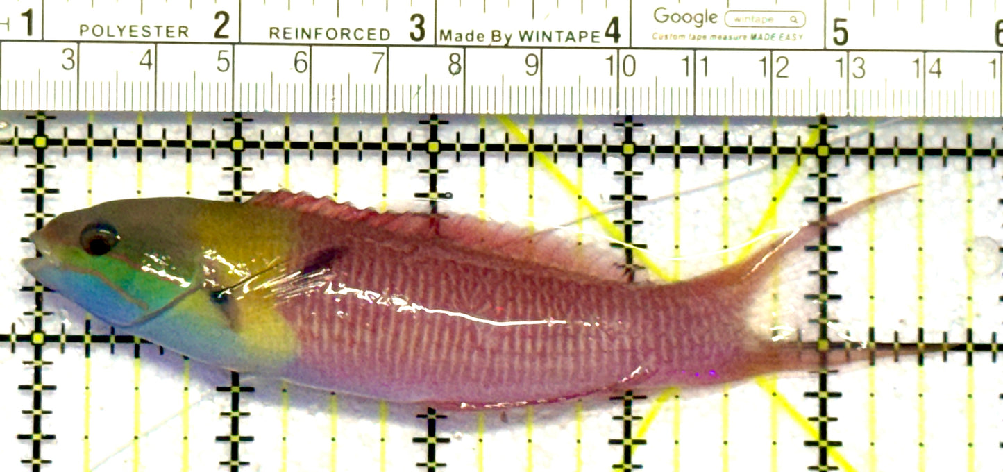 Bluehead Wrasse (Adult) BW062901 WYSIWYG Size: L 4.5" approx