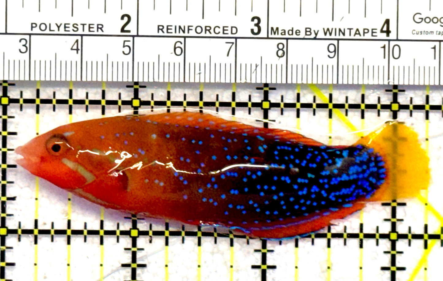 African Red Clown Coris Wrasse Adult ARCCWA062801 WYSIWYG Size: S 3.25" approx
