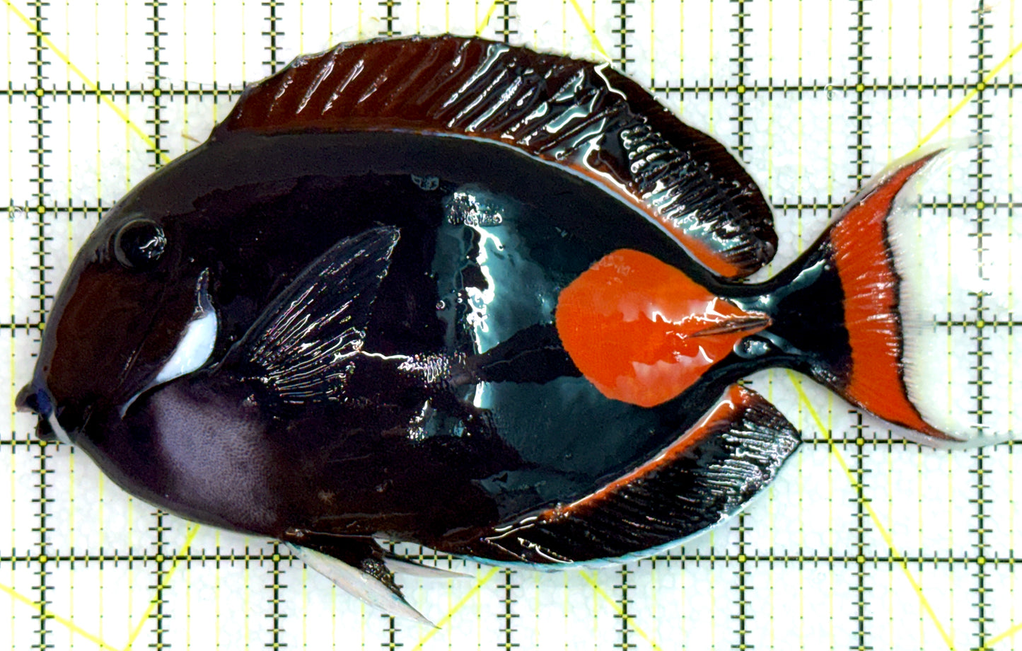 Achilles Tang AT071802 WYSIWYG Size: XXL/Show 9.25" approx