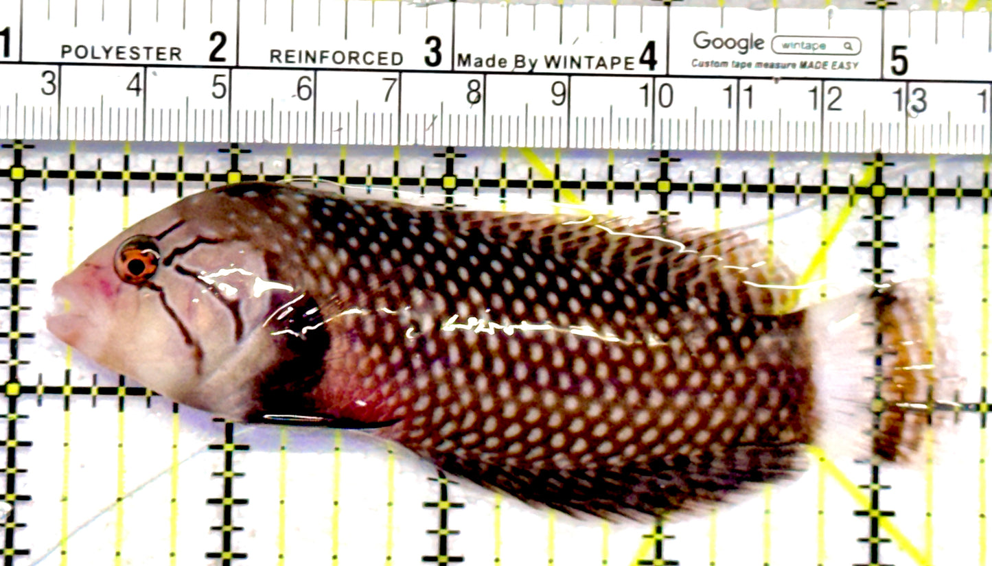 Dragon Wrasse DW062801 WYSIWYG Size: L 4.25"