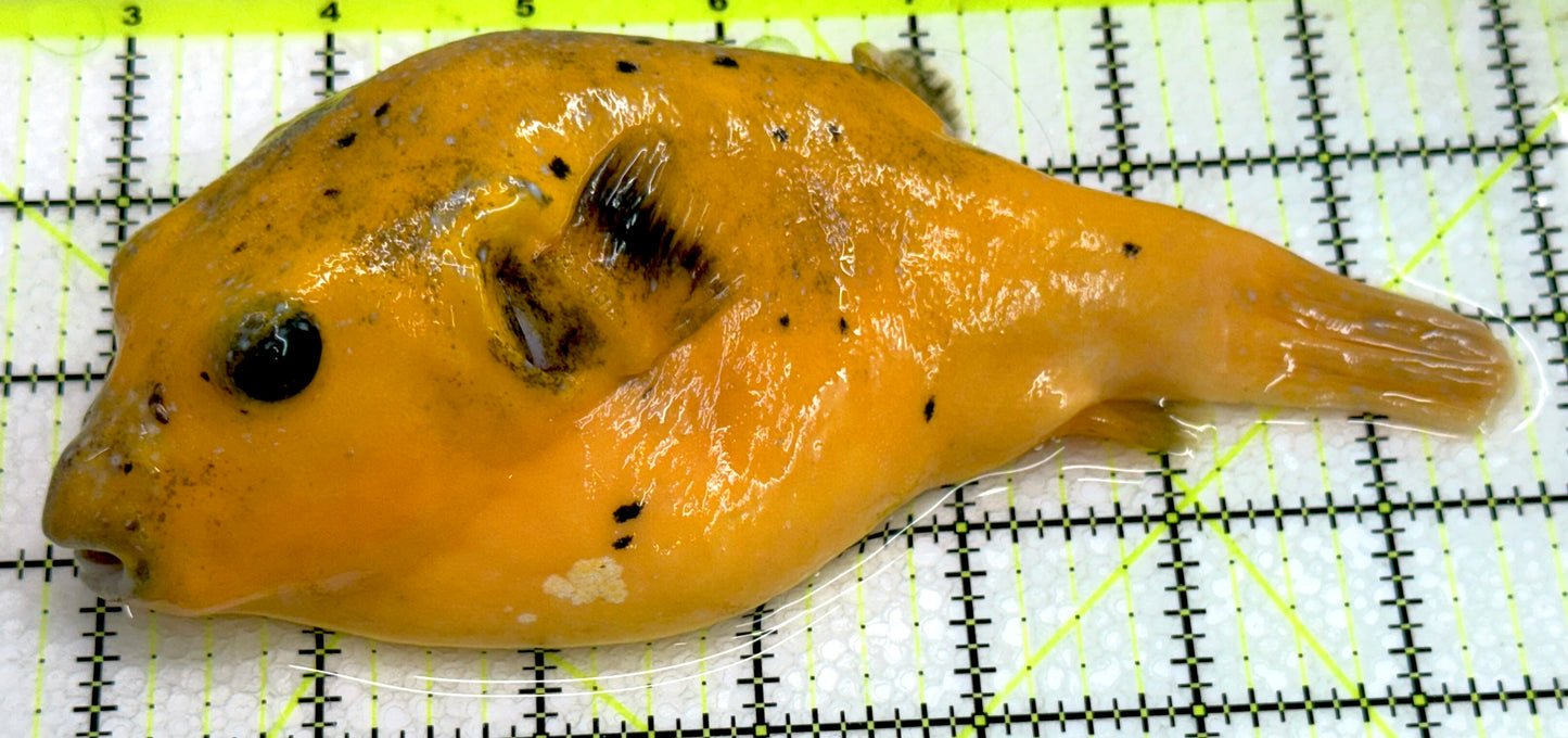 Golden Pufferfish Male GPM071801 WYSIWYG Size: L 7" approx