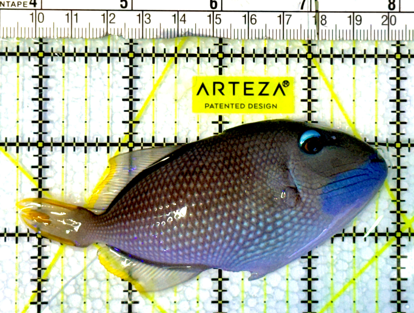 Male Blue Throat Triggerfish (Reefsafe) MBT062301 WYSIWYG Size: ML 4.25"