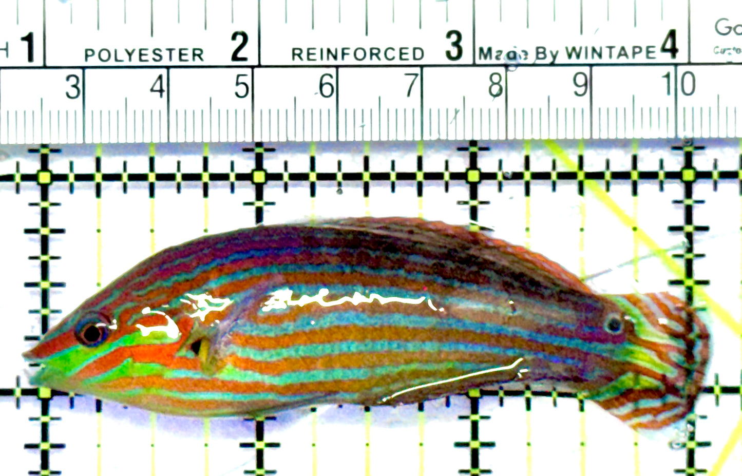 Melanurus Wrasse MW062802 WYSIWYG Size: L 3"