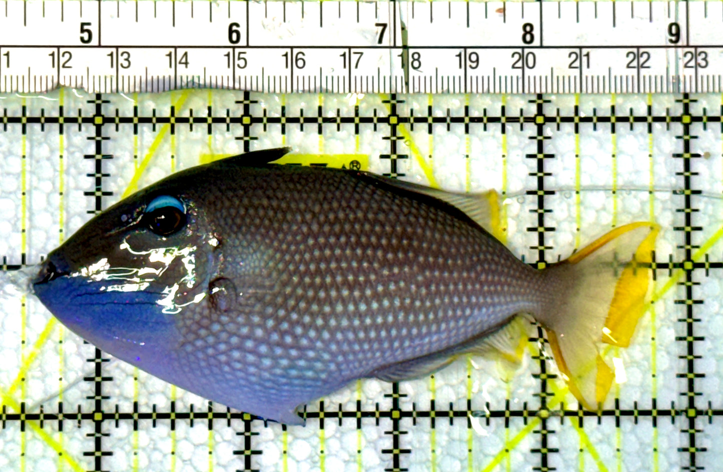 Male Blue Throat Triggerfish (Reefsafe) MBT062301 WYSIWYG Size: ML 4.25"