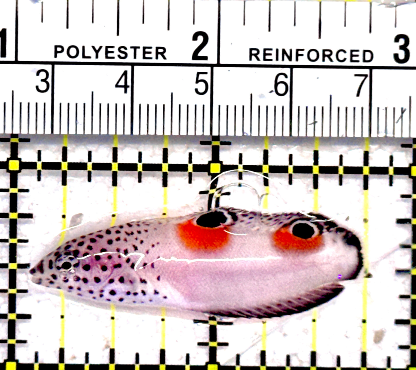 Twin Spot Juv Wrasse TSJW062801 WYSIWYG Size: S 2"