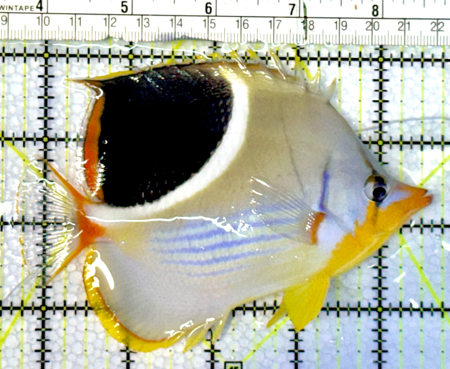 Saddleback Butterflyfish SBF062301 WYSIWYG Size: L 5"