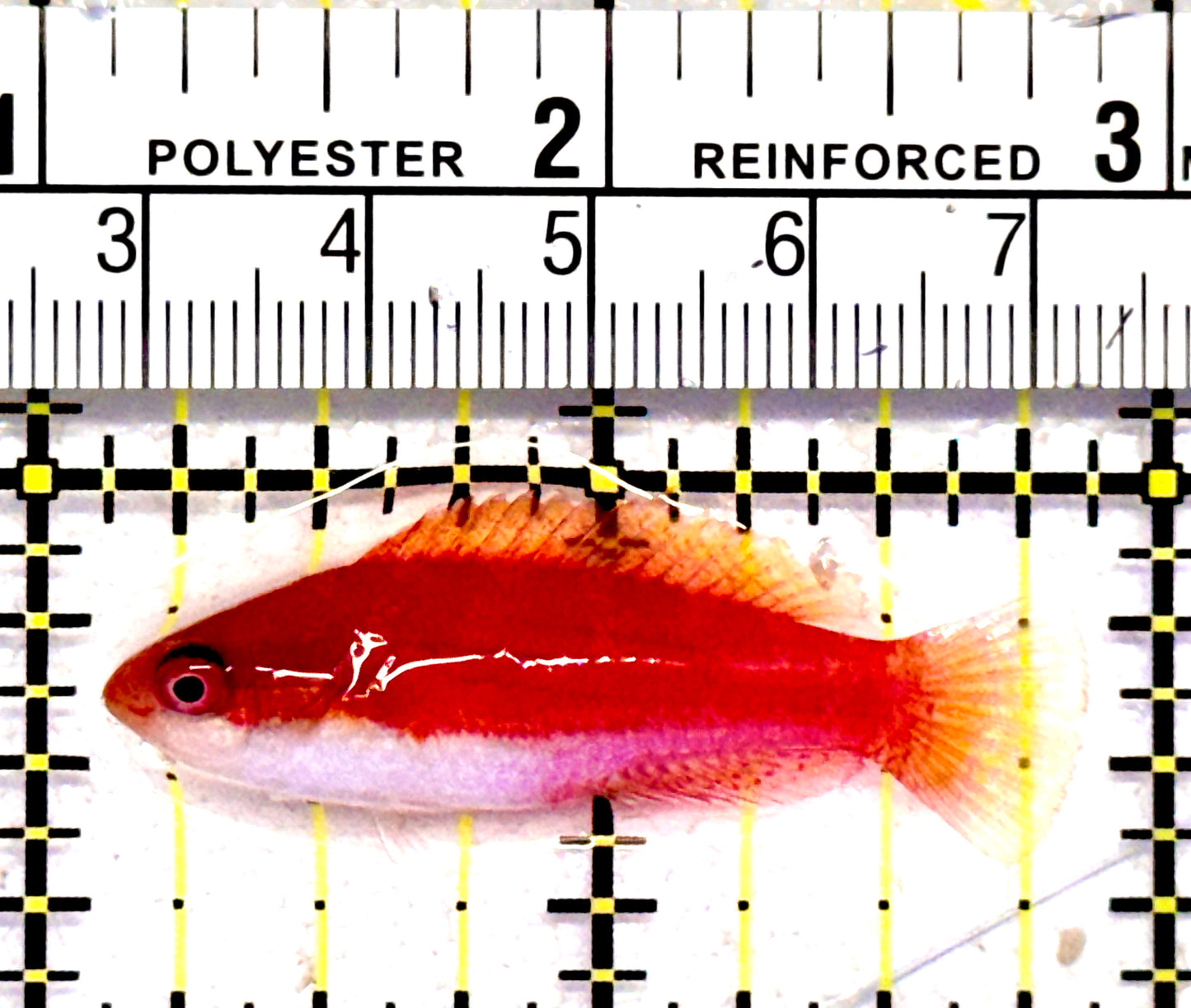 Filament Flasher Wrasse FFW062801 WYSIWYG Size: M 1.75"