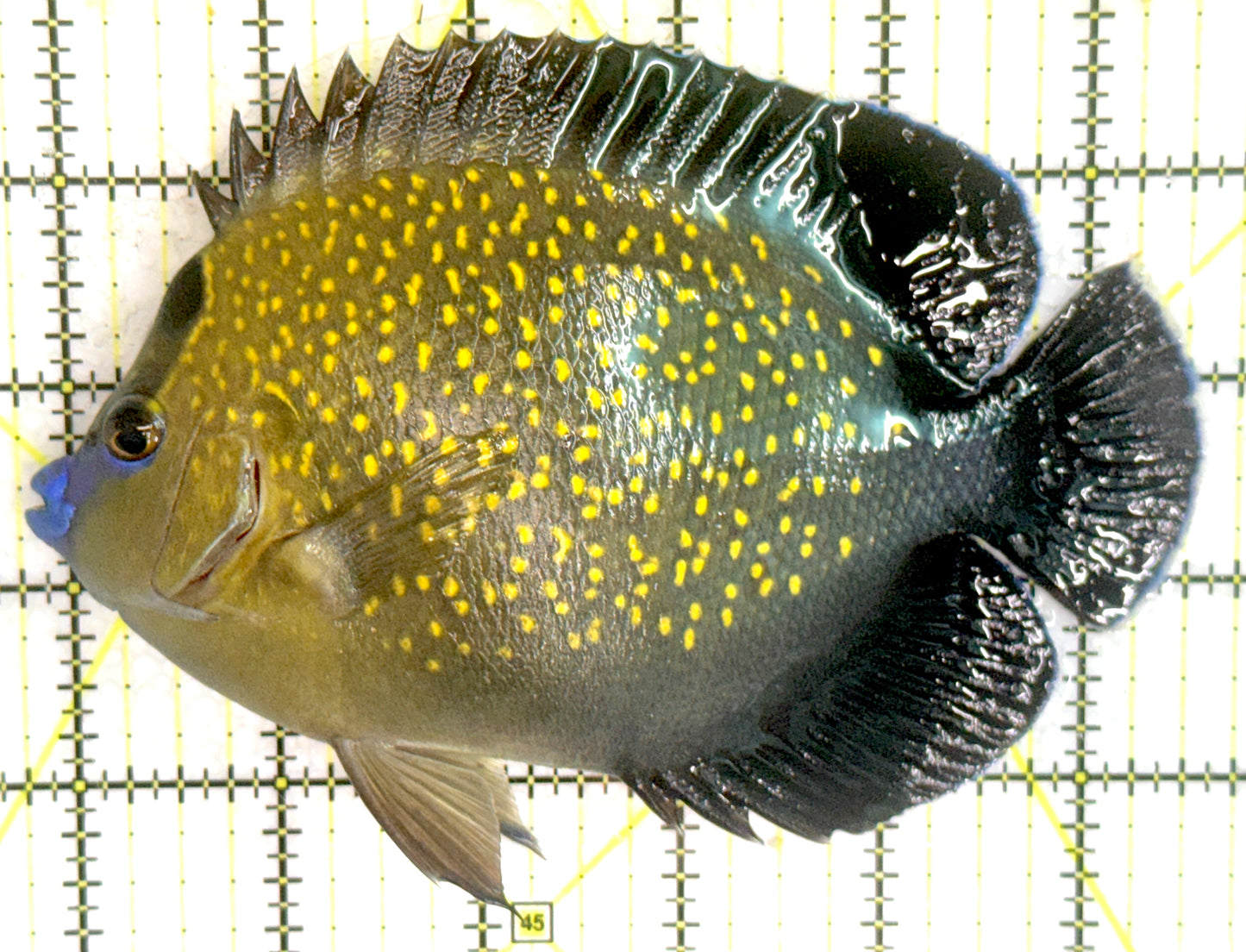 Goldflake Angelfish GA071804 WYSIWYG Size: XL 5.75" approx