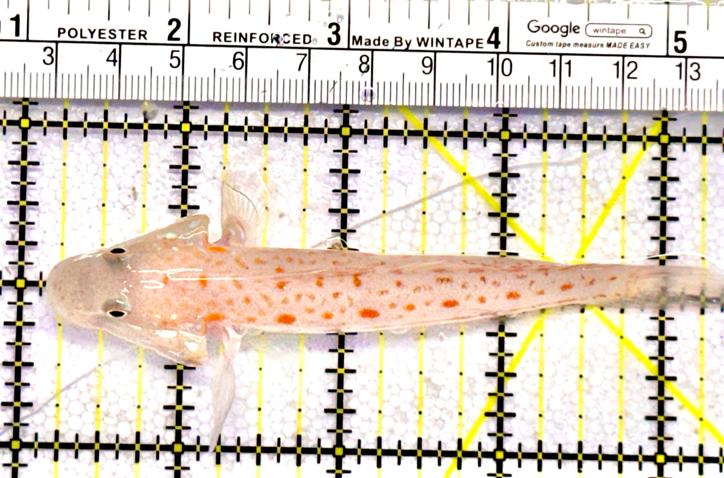 Diamond Watchman Goby DWG062801 WYSIWYG Size: XL 4.25"
