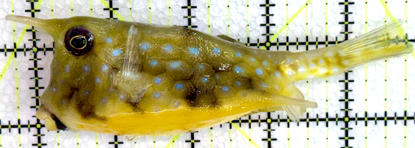 Longhorn Cowfish LC071901 WYSIWYG Size: L 5"