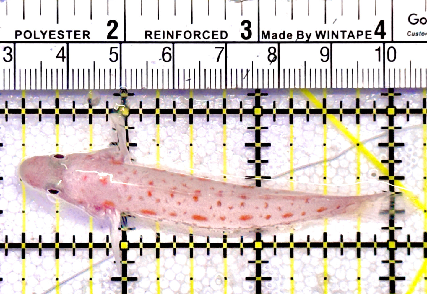 Diamond Watchman Goby DWG062802 WYSIWYG Size: L 3.25"