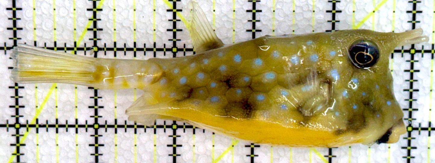 Longhorn Cowfish LC071901 WYSIWYG Size: L 5"