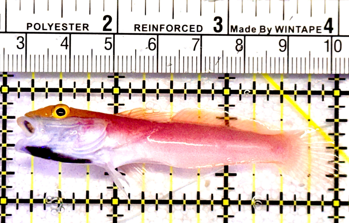 Bella Rose Sand Shifting Goby BRSG062802 WYSIWYG Size: M 3"