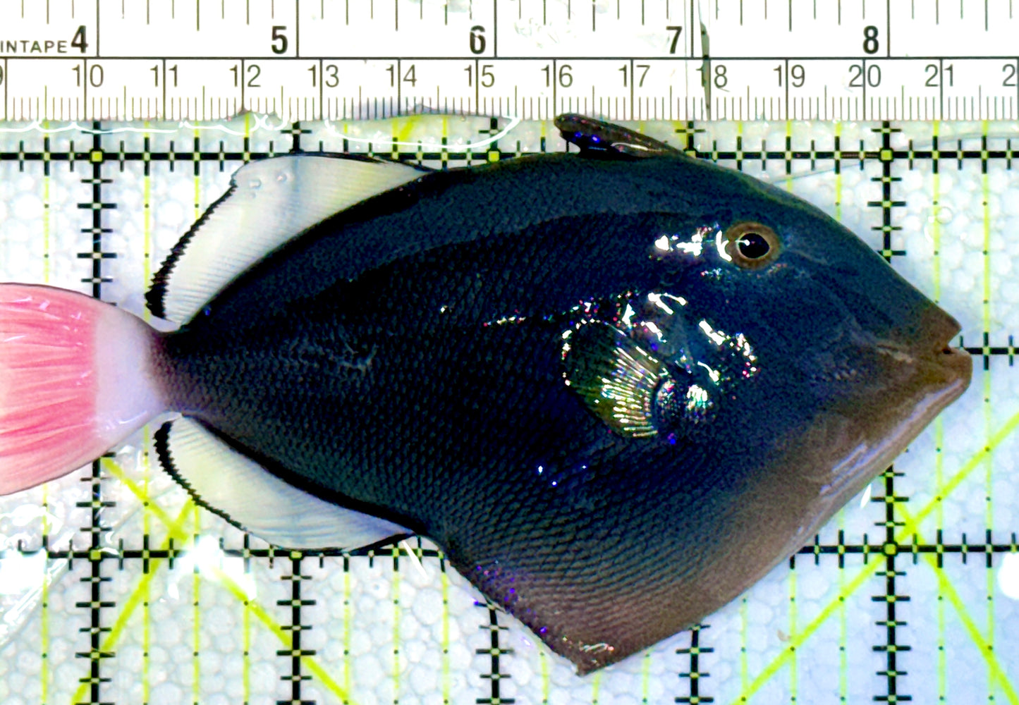 Pink Tail Triggerfish PTT062301 WYSIWYG Size: L 5"