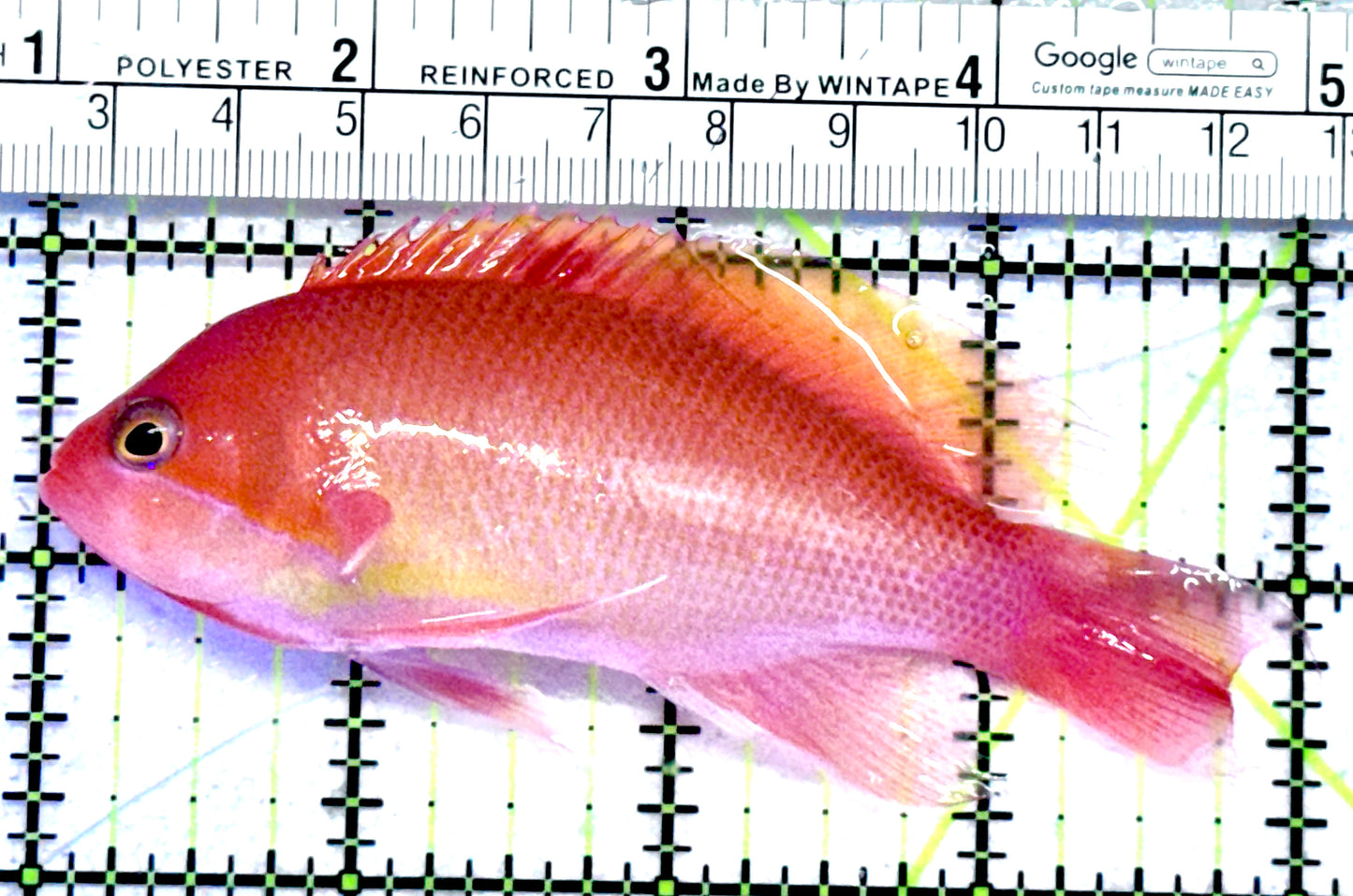 Luzon's Anthias LA062801 WYSIWYG Size: M 4"