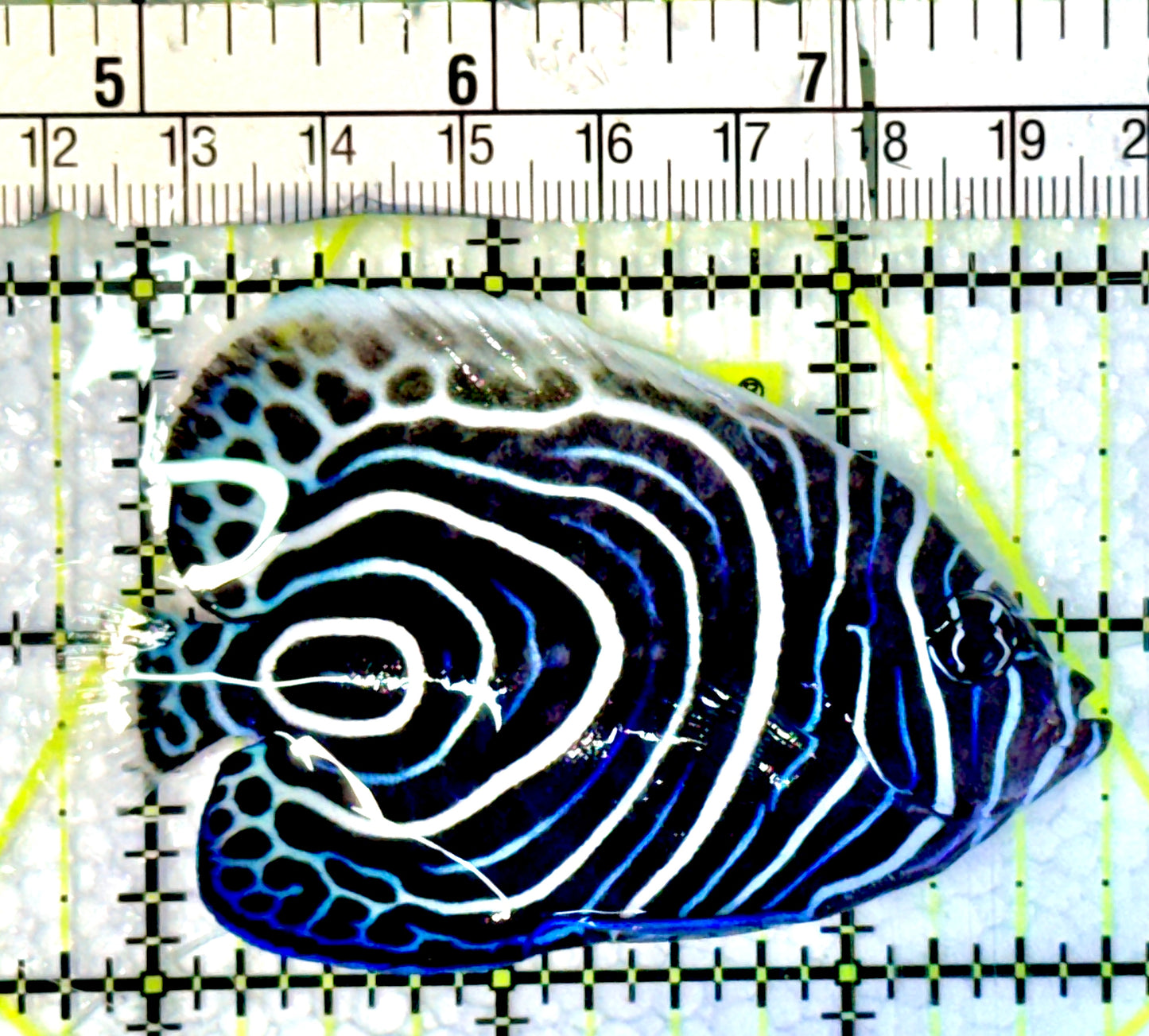 Emperor Angelfish Juvenile EA062301 WYSIWYG Size: M 3"