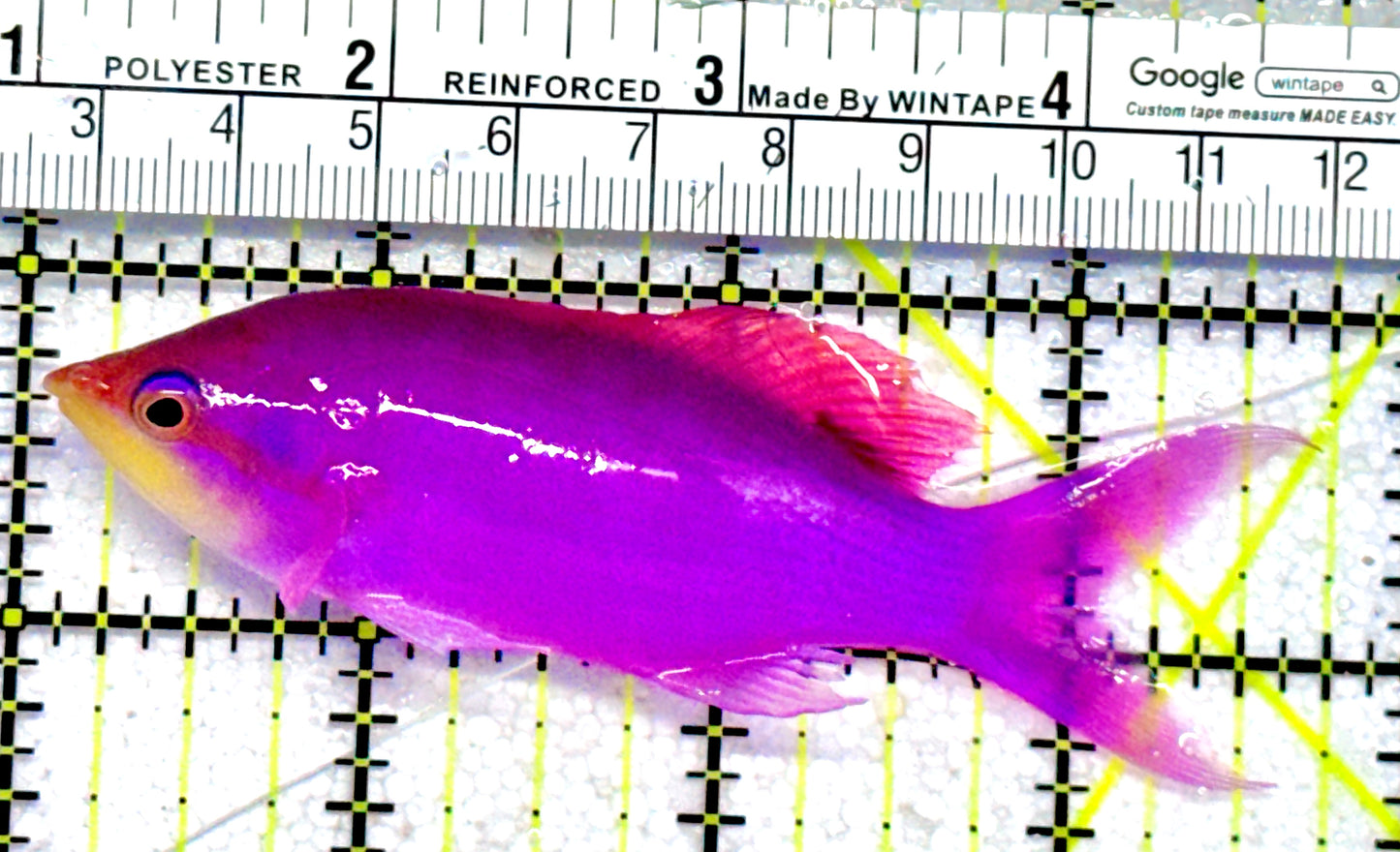 Purple Queen Anthias PQA062801 WYSIWYG Size: XL 3.75"