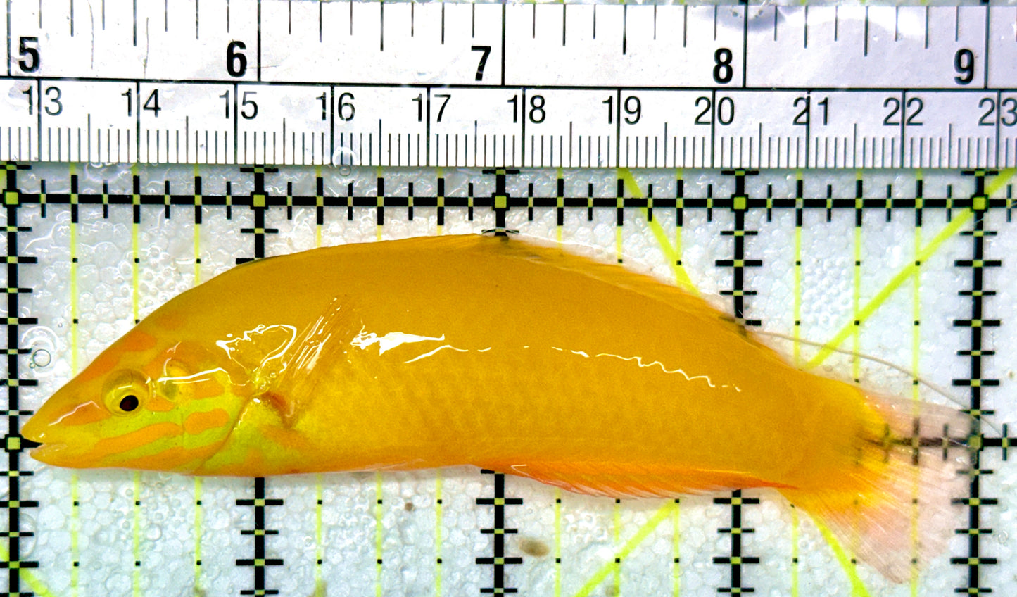 Yellow Coris Wrasse YCW051003 WYSIWYG Size: L 4"
