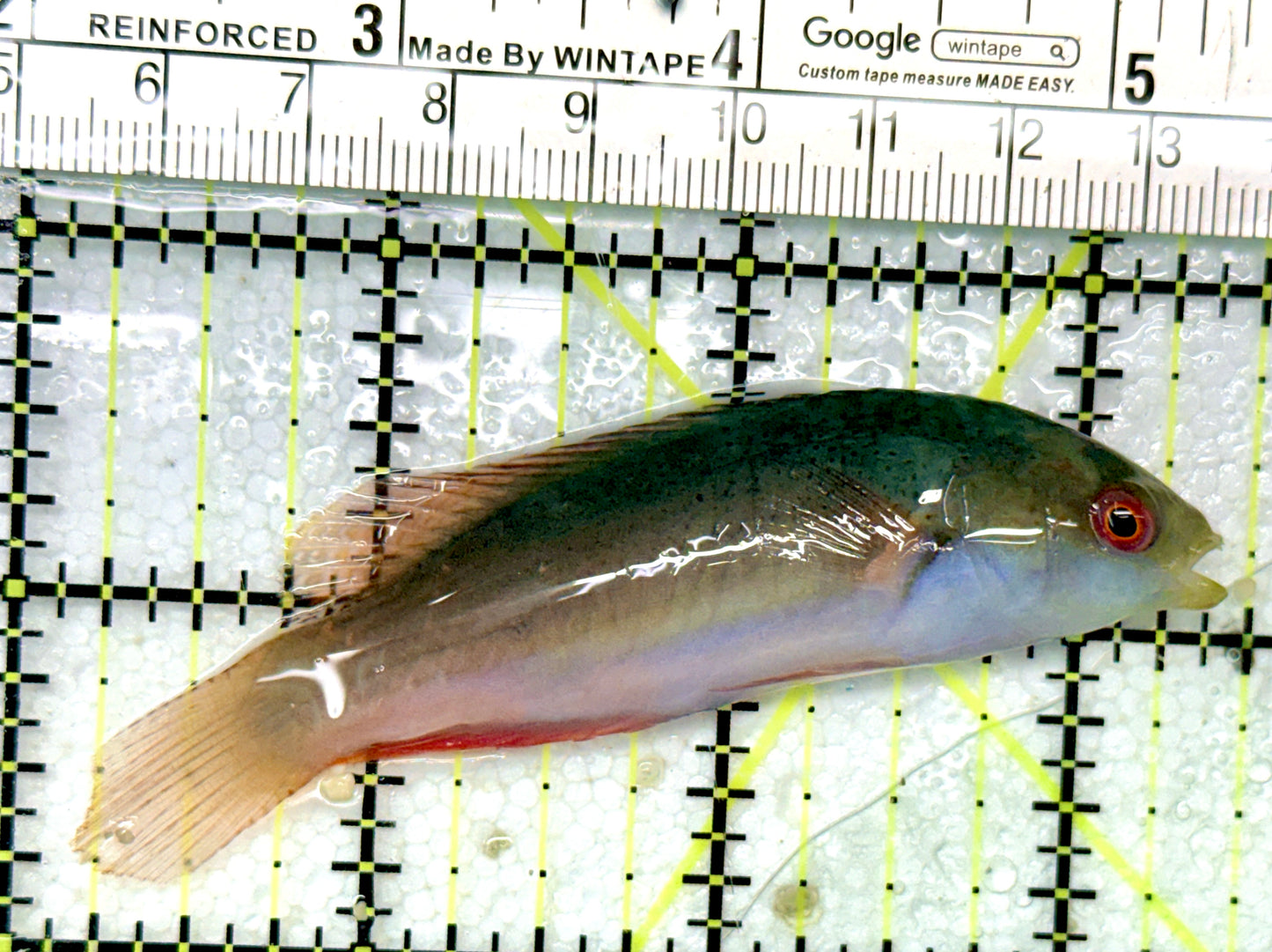 Scott's Fairy Wrasse SFW051001 WYSIWYG Size: ML 3.25"