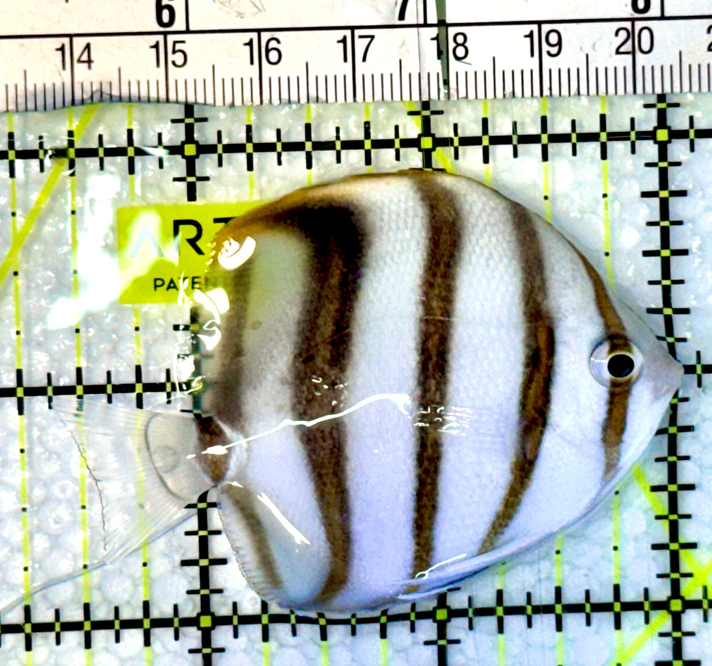 Ocellated Butterflyfish OBF062302 WYSIWYG Size: 2.5”