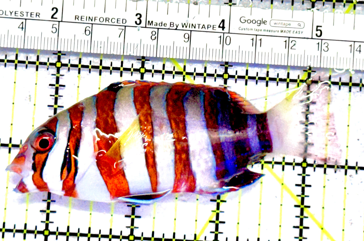 Harlequin Tuskfish HT062801 WYSIWYG Size: M 4"