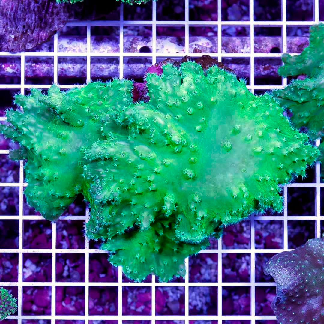 Aussie Metallic Green Cabbage Leather Mother Colony AMGCLMC092301 WYSIWYG
