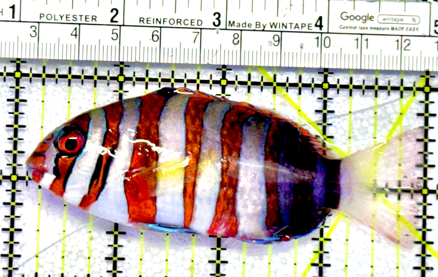 Harlequin Tuskfish HT062802 WYSIWYG Size: M 4"