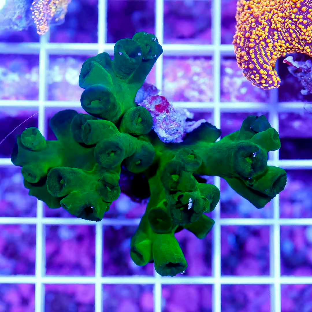 Aussie Green/Black Tubastrea Mother Colony AGBTMC092303 WYSIWYG