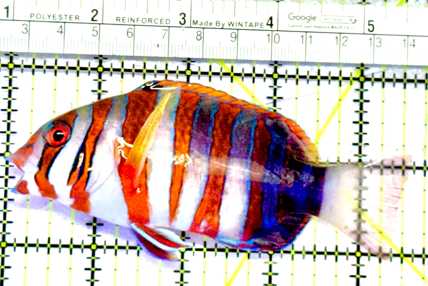 Harlequin Tuskfish HT062804 WYSIWYG Size: L 4.5"
